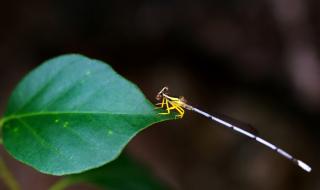 盛夏的果实简谱